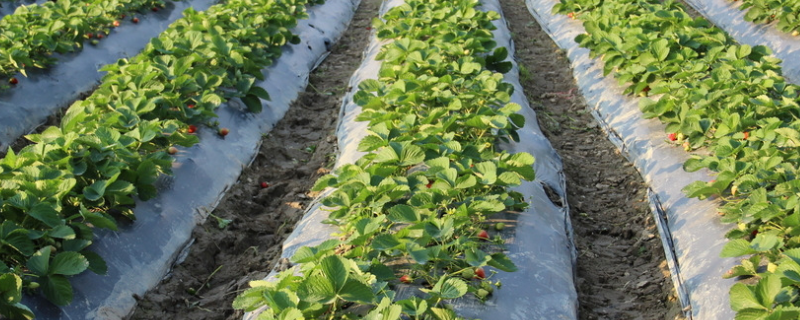 草莓种子的种植方法,注重苗期的管理