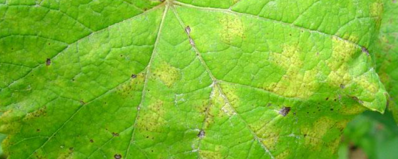 葡萄霜霉病怎么治才好 葡萄霜霉病怎样治疗