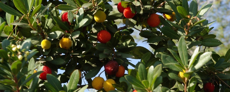 杨梅种子怎么种才好 杨梅种子怎么种才好种