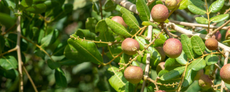 龙眼苗种植方法，龙眼树有什么品种 龙眼苗的种植方法