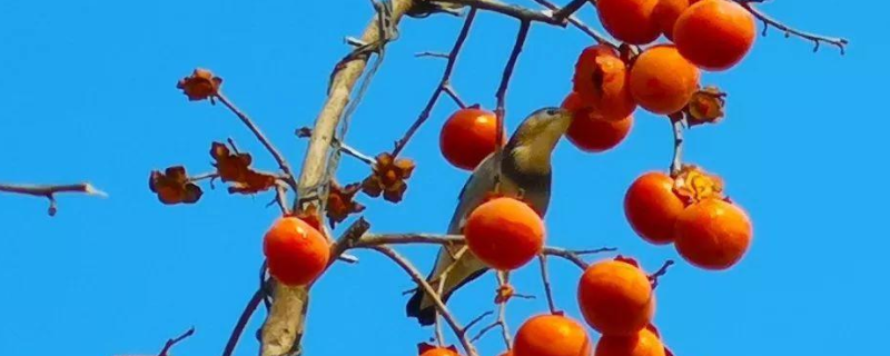 柿子原产地是哪里，有哪些品种 柿子的原产地