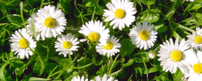 雏菊的花期，附雏菊的观赏价值（雏菊的介绍 雏菊的特点和花期）