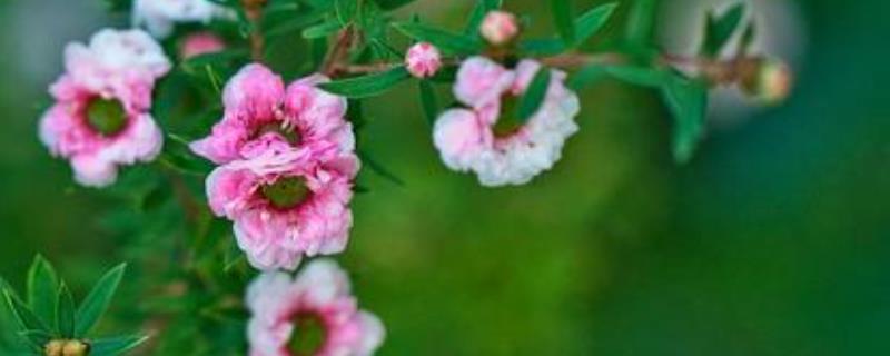 松红梅的养殖方法和注意事项，附生长习性