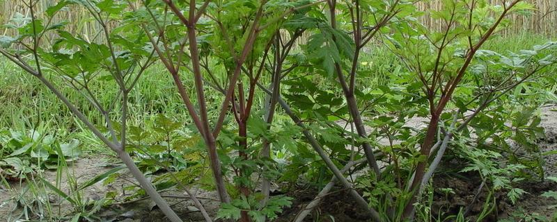 黄芪树是什么样的，附黄芪树的生长习性