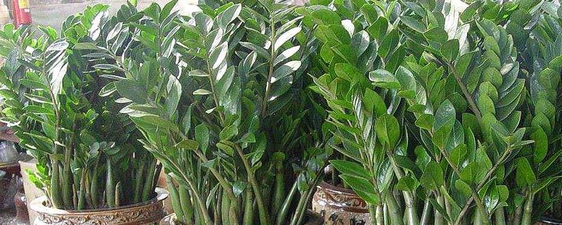 金钱树冬季养殖方法，附防治方法（金钱树冬季怎样养护）