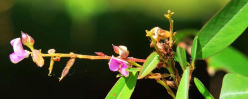 跳舞草 跳舞草的功效与作用