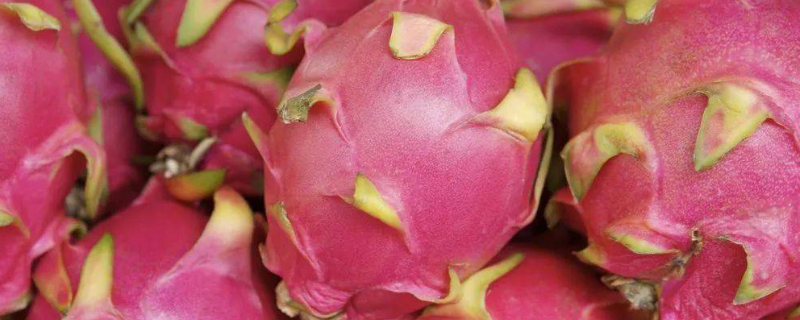 火龙果的原产地在哪,中国的产地主要集中在华南地区