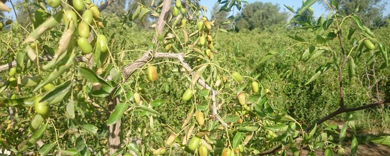 枣树种子种植方法，附组培培养方法（枣树苗栽培技术）