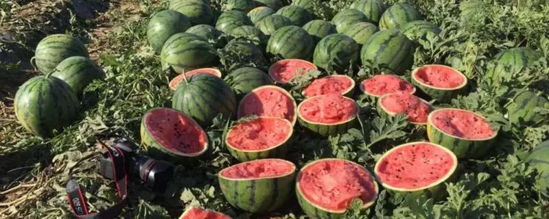 山东西瓜一般几月成熟，附生产情况 山东西瓜种植面积