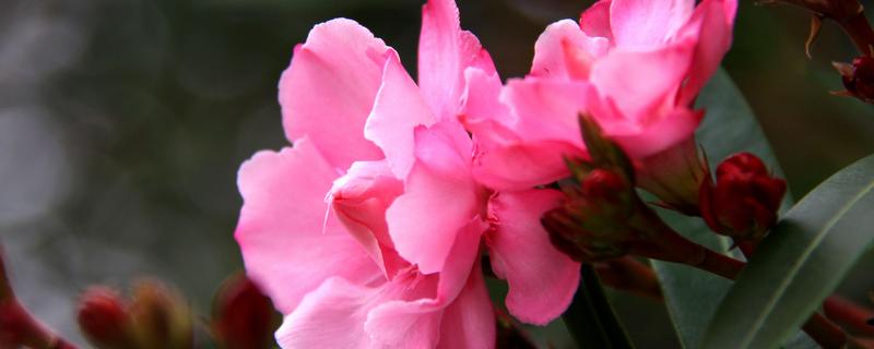 夹竹桃有毒吗（夹竹桃有毒为什么还大量种植）