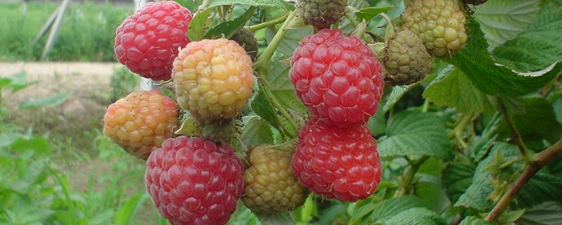 树莓结果需要几年，附树莓简介（树莓生长时间）