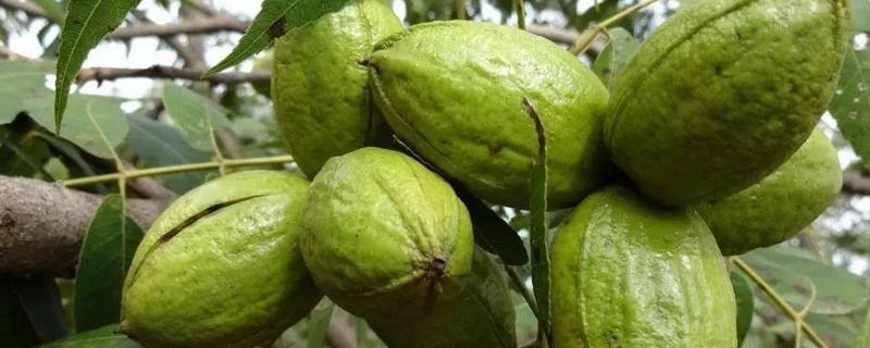 美国山核桃种植技术，附肥水管理（美国山核桃生长环境）