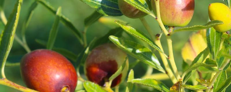 枣树可以和什么树嫁接(枣树能和什么树嫁接)