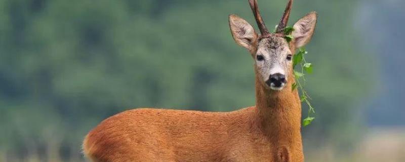 狍子的养殖前景，附养殖注意事项（狍子养殖前景怎么样）