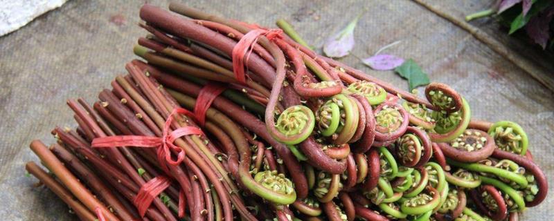 塌菜种植技术,选择育苗移栽的方法种植