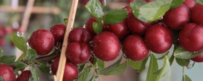 钙果树结果需要几年,附钙果树的生长习性