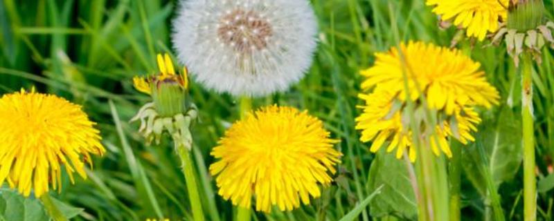 蒲公英的特点有哪些（蒲公英的特点有哪些简写）