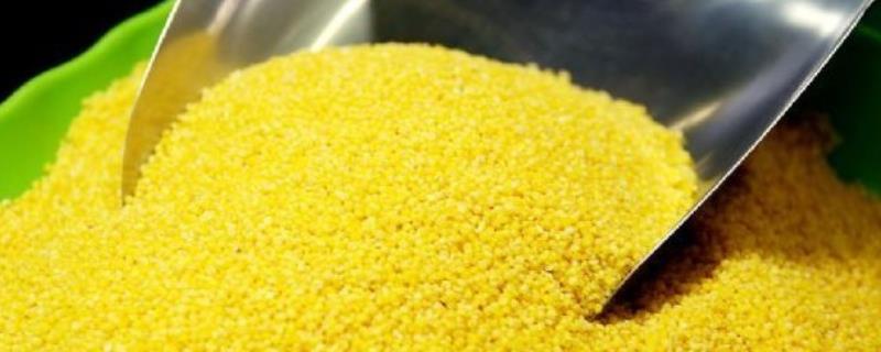 小米可不可以生吃，有哪些吃法（小米可以生吃吗）