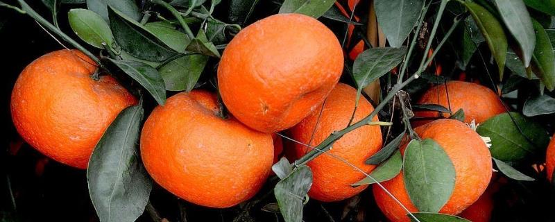 盆栽桔子结果需要几年,附其养护方法