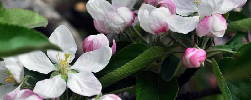 苹果树的花期，苹果树何时剪枝（苹果树啥时剪枝）