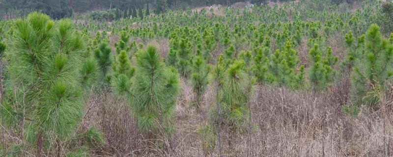 松树苗怎么种，附种植技术（松树育苗及种植方法）