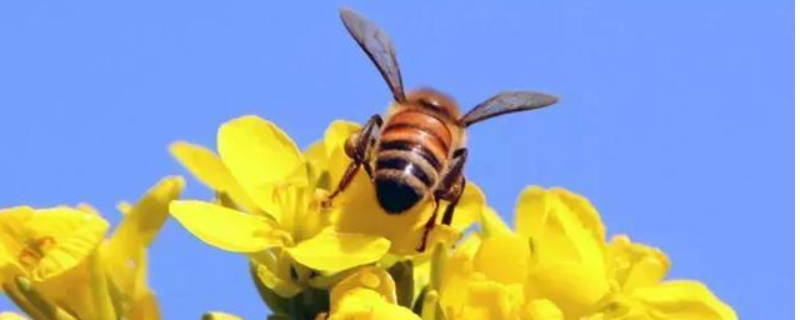 蜜蜂科，附详细介绍（蜜蜂科昆虫）