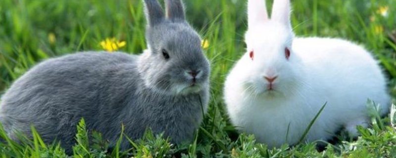 兔子的越冬方法，这四点是关键 兔子的冬眠方式是什么