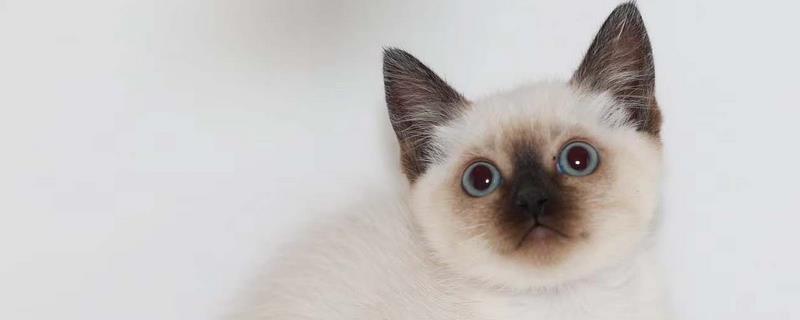 暹罗猫的性格怎样，饲养过程要注意什么