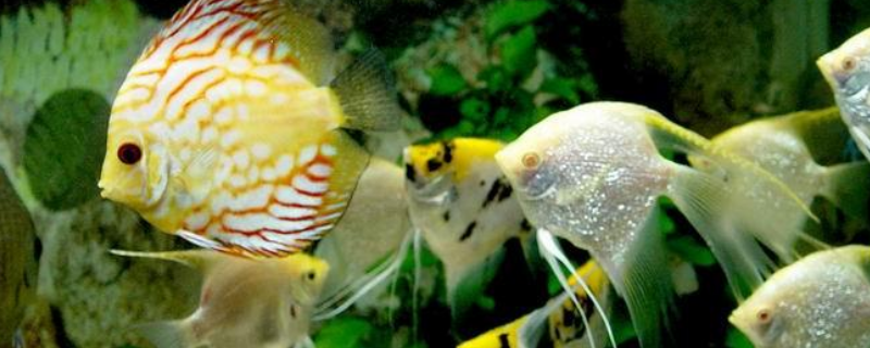 虎皮鱼的繁殖方法，附虎皮鱼的饲养（虎皮鱼繁殖注意事项）
