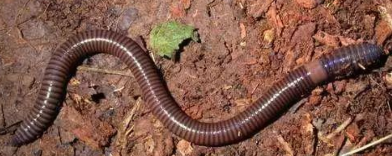 蚯蚓是如何过冬的，蚯蚓怎么养 蚯蚓怎样冬眠