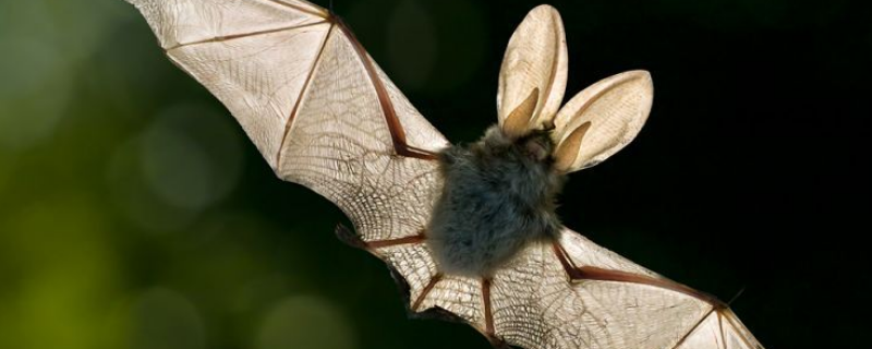 蝙蝠的过冬方法，被蝙蝠咬了怎么办（被蝙蝠咬伤该怎么办）