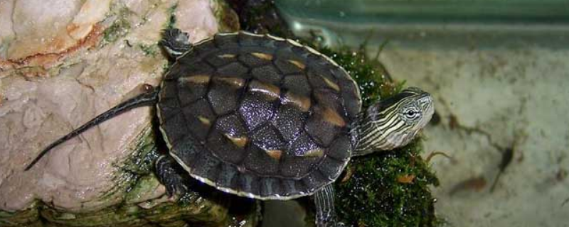 花龟是如何过冬的，花龟怎么养（中华花龟怎么帮它过冬）