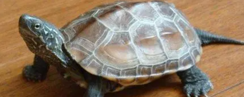 乌龟的越冬方法，乌龟该怎么养（冬天养乌龟的方法）