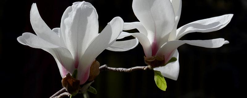 玉兰是常绿还是落叶植物，附玉兰的主要价值