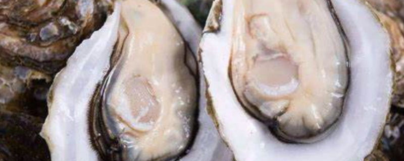 生蚝的繁殖方法,生蚝有什么生活习性