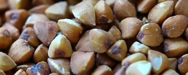 荞麦高产种植技术，有哪些品种 荞麦的栽培种植技术