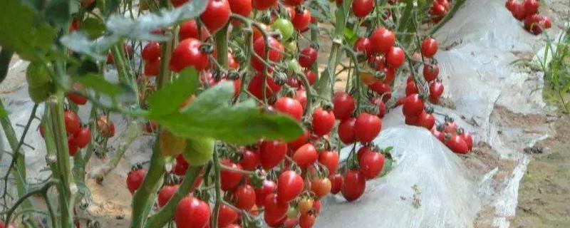 圣女果的种植时间，附栽培环境要求（圣女果的种植时间和方法）