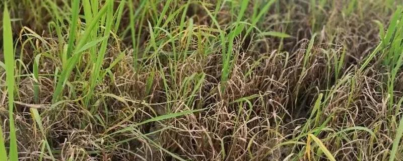 敌稗除草剂怎么使用，有哪些注意事项