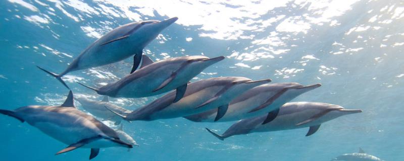 鲸鱼的繁殖方式，附鲸鱼的特点 鲸鱼是通过产卵来繁衍后代的吗