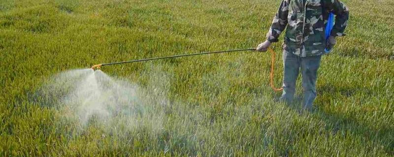 什么灭草剂可用于马唐草,附马唐草简介