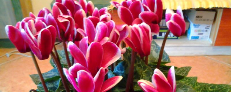 仙客来的花语是什么 仙客来的花语是什么呢