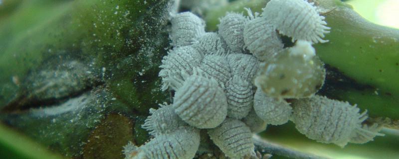 什么农药可以杀虫卵,注意对症治疗(花卉杀虫卵用什么农药最好)