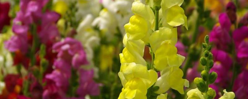 金鱼草盆栽怎么养才会开花 金鱼草花怎样养