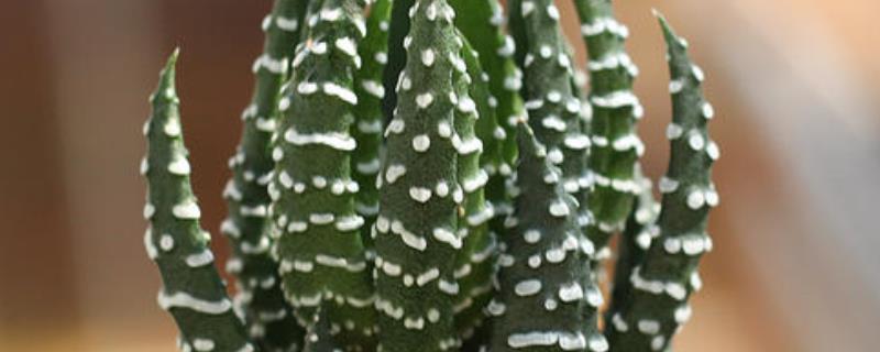 条纹十二卷是什么植物 条纹十二卷种植方法