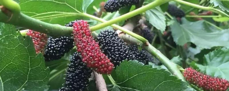 北方桑椹何时成熟，桑葚的栽培方法 桑葚的栽培技术