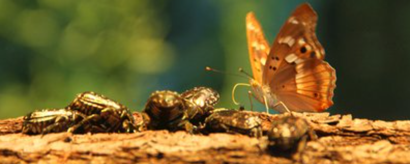 昆虫算是动物吗,特殊的昆虫有哪些 动物是昆虫吗昆虫是动物吗