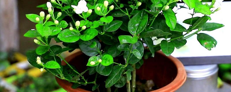 茉莉盆栽的养护方法，能否放在卧室 茉莉盆栽的养护方法,能否放在卧室里面