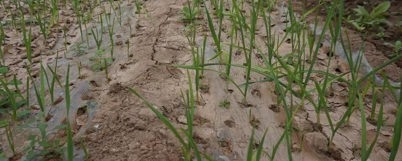 大棚大蒜种植技术，注意要适时收割（大棚大蒜的种植方法和时间）