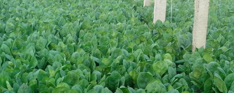 无公害蔬菜栽培技术,注意要合理浇水