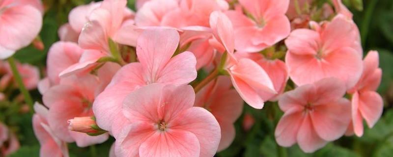 天竺葵种类有哪些（天竺葵是什么类型的植物）